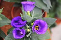 13 Bloom 26